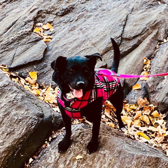 Meet your Posher, Maizy+Riley - Picture 12 of 12